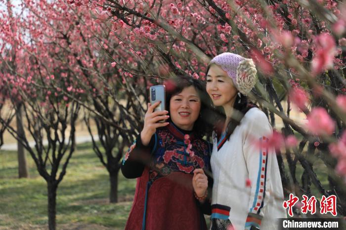 市民在梅花樹下拍照。　鄧小強 攝