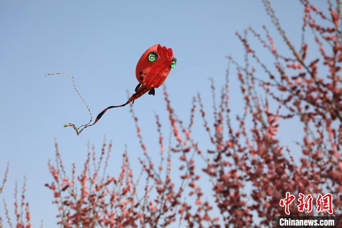 風(fēng)箏在花中飛舞。　鄧小強 攝