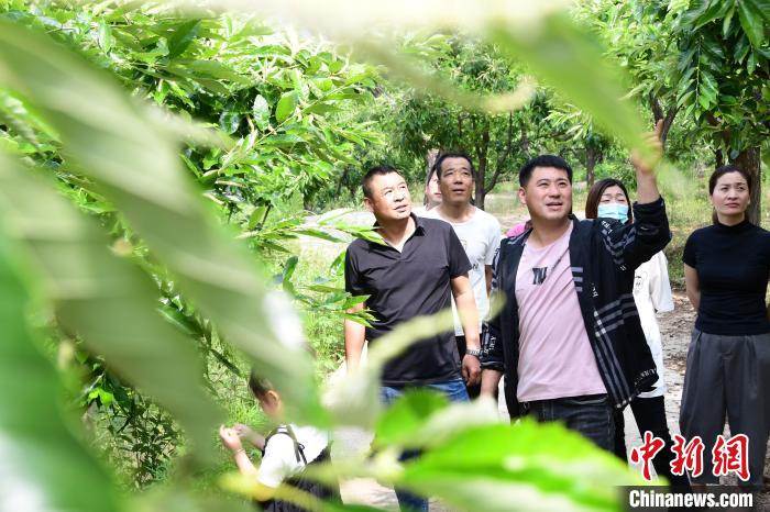 游客在欣賞栗樹花?！『略破?攝