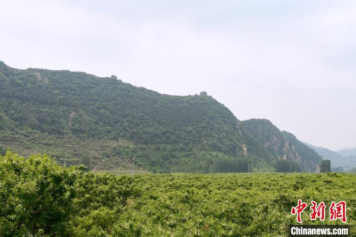 長城腳下萬畝栗花綻放，散發(fā)出淡淡清香?！『略破?攝