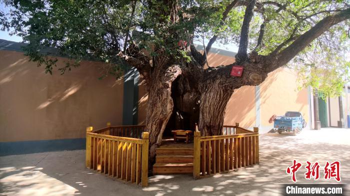 圖為阿河灘地質(zhì)文化村樹齡高達(dá)800年的空心古榆樹?！埡ｖ?攝