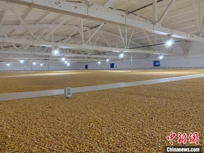 倉內清涼干爽、遍地金黃，上千平方米的糧食盡收眼底。　王惠琳 攝