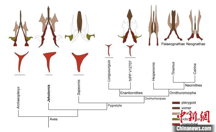 最原始鳥類“熱河鳥”最新研究：嗅覺更好、日行主導