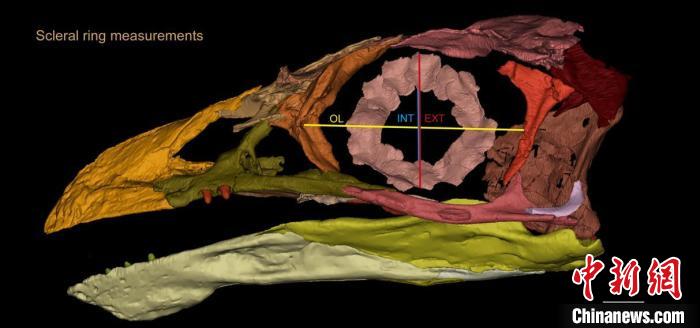 熱河鳥STM3-8化石標本的鞏膜環(huán)復原及測量示意圖。　胡晗 供圖