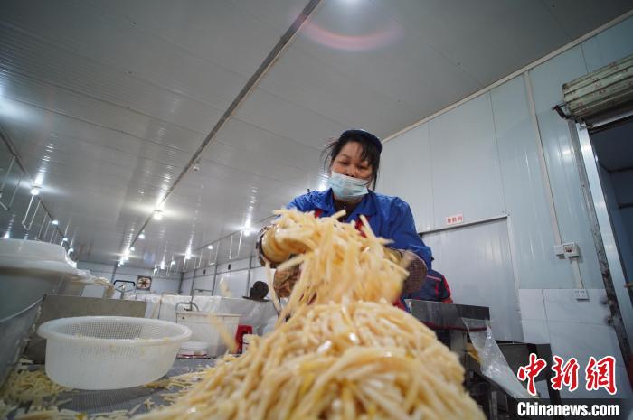 圖為一名工人正在處理切成條狀后的酸筍。　韋國政 攝