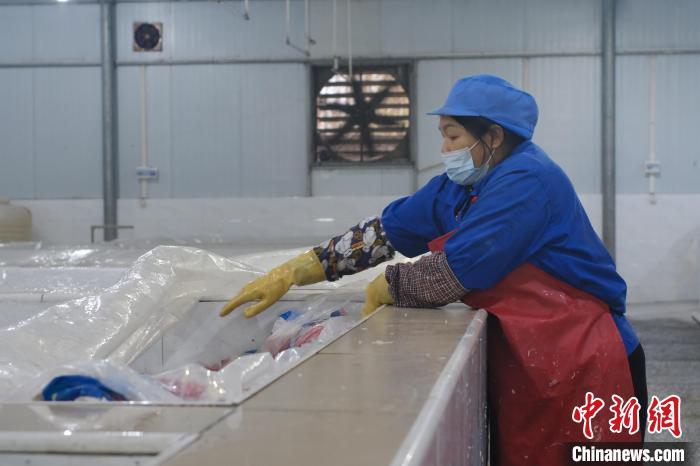 圖為一名工人正在檢查酸筍腌制情況?！⒖÷?攝