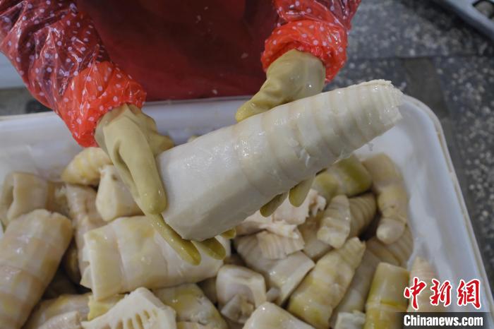 圖為整根腌制后撈出的酸筍。　劉俊聰 攝