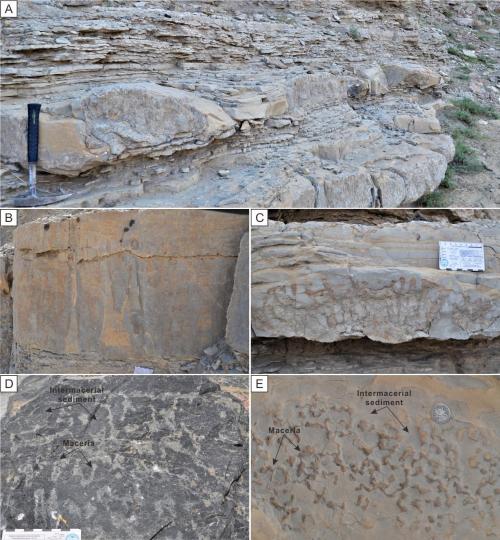 寒武系生物礁沉積模式示意圖?！∧瞎潘?供圖