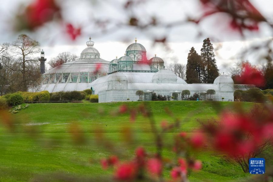 這是4月14日在比利時(shí)布魯塞爾拍攝的拉肯宮王家溫室花園。新華社記者 鄭煥松 攝