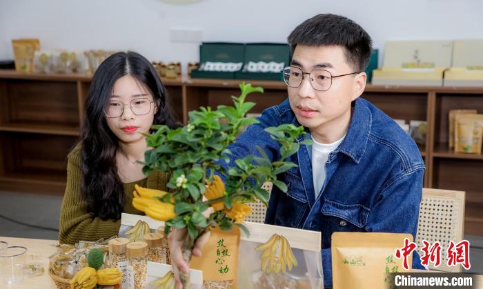 北山口村的佛手電商直播。　主辦方供圖