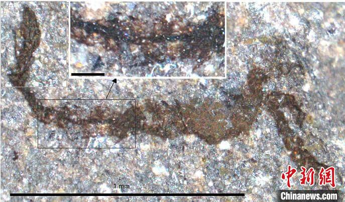 一個類似于寒武紀(jì)大附肢綱節(jié)肢動物Yohoia的新物種(圖片來自Joe Botting)?！∈┢樟指瘛ぷ匀?供圖