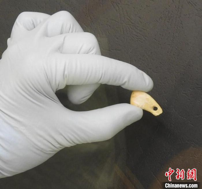 打孔鹿牙墜飾提取DNA后(圖片來自馬克斯·普朗克演化人類學(xué)研究所)?！∈┢樟指瘛ぷ匀?供圖