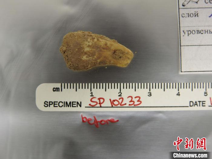 打孔鹿牙墜飾提取DNA前(圖片來自馬克斯·普朗克演化人類學(xué)研究所)?！∈┢樟指瘛ぷ匀?供圖