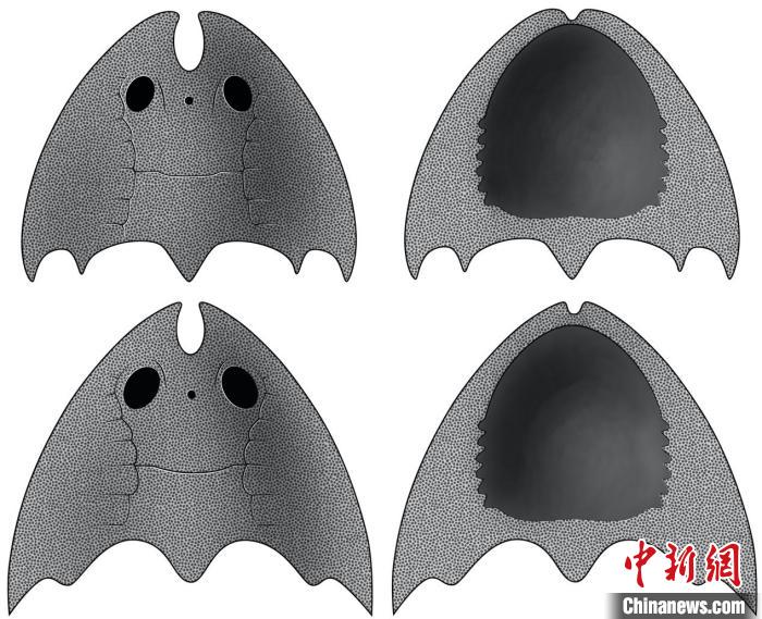 九江江夏魚(上)和后棘江夏魚(下)(史愛娟/繪)。　中科院古脊椎所 供圖