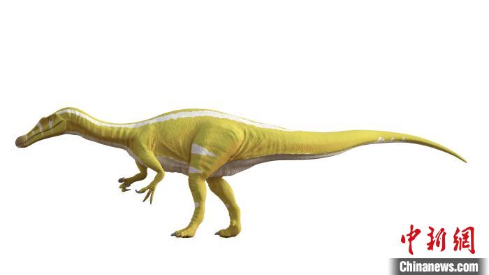 棘龍類新物種Protathlitis cinctorrensis(圖源Grup Guix)?！∈┢樟指瘛ぷ匀?供圖