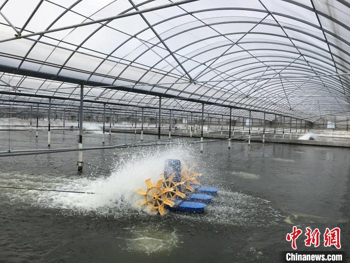 南美白對蝦養(yǎng)殖基地?！∠笊轿r蟹科技小院供圖