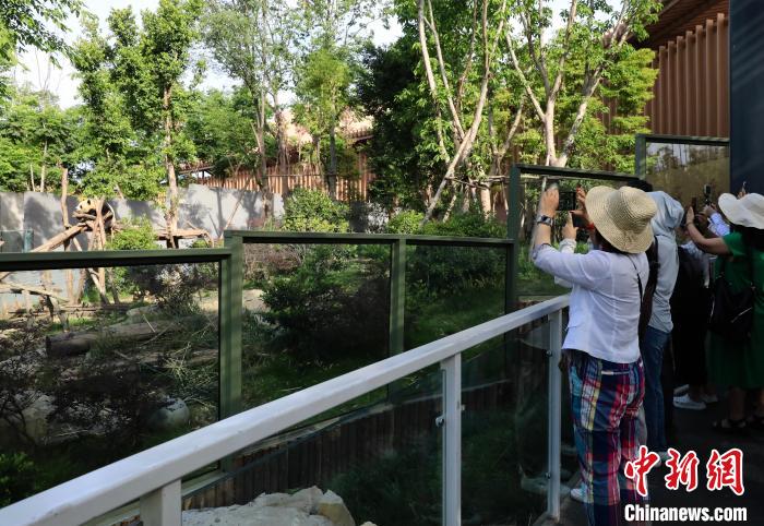 海外華文媒體近距離參觀大熊貓，探尋大熊貓的“大運情緣”?！⊥趵?攝