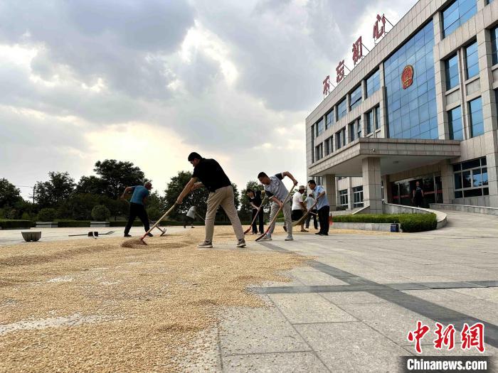 平原縣組織志愿者幫助農民晾曬小麥。　張偉 攝