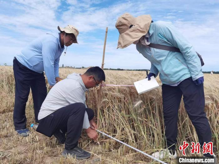 去年新疆冬小麥高產(chǎn)紀(jì)錄是863.8公斤?！⊙Μ| 攝