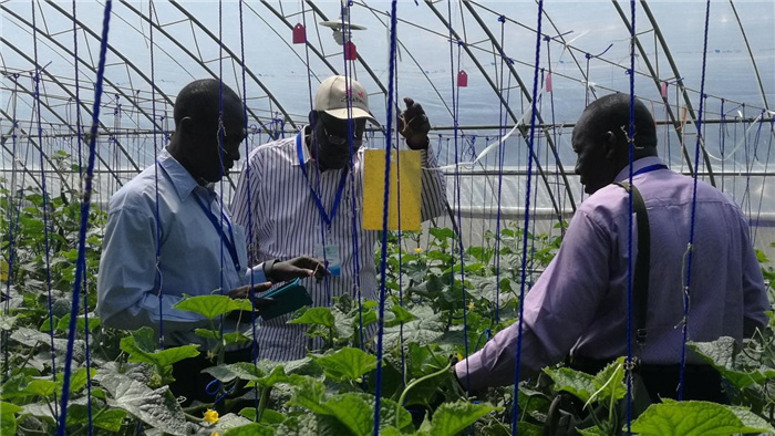 孫釗向當(dāng)?shù)剞r(nóng)戶講解粘蟲(chóng)板工作原理。受訪者供圖