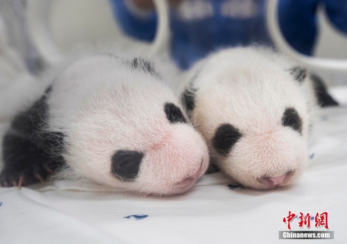 當(dāng)?shù)貢r(shí)間8月7日，韓國三星愛寶樂園公布雌性雙胞胎大熊貓幼崽(左為姐姐，右為妹妹)于6日拍攝的滿月照。愛寶樂園 供圖