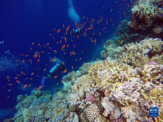  10月2日，人們在埃及西奈半島達哈布藍洞內(nèi)的珊瑚旁深潛。新華社記者 隋先凱 攝