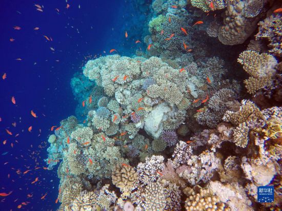  這是10月2日在埃及西奈半島達哈布藍洞內(nèi)拍攝的珊瑚和魚類。新華社記者 隋先凱 攝