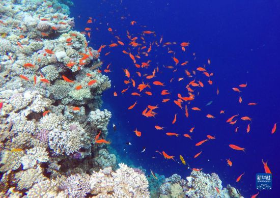  這是10月2日在埃及西奈半島達哈布藍洞內(nèi)拍攝的珊瑚和魚類。新華社記者 隋先凱 攝