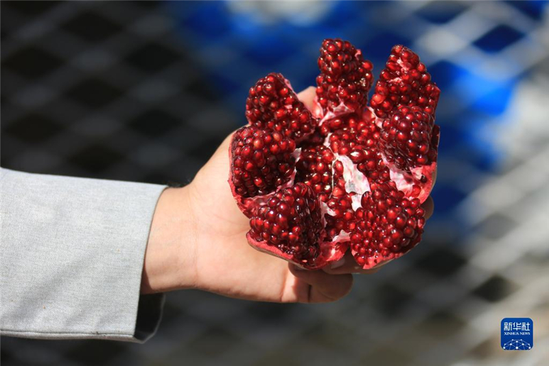 11月10日，在阿富汗首都喀布爾，商販展示產(chǎn)自阿富汗南部坎大哈省的石榴。新華社發(fā)（塞夫拉赫曼·薩菲攝）