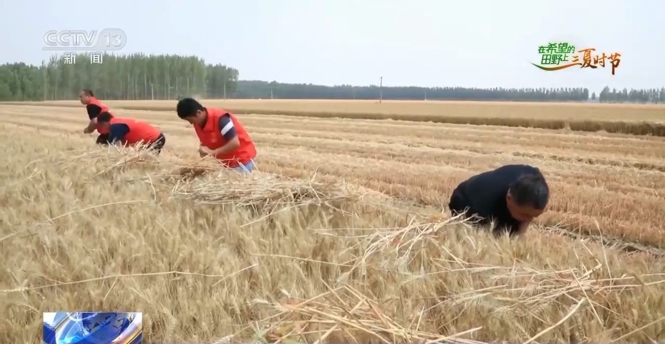 “三夏”生產思維導圖安排上了！還有政府大院等你來“曬”