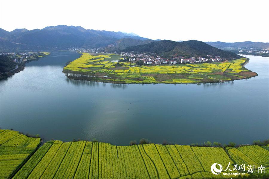 春江水暖，油菜花開。人民網(wǎng) 李芳森攝