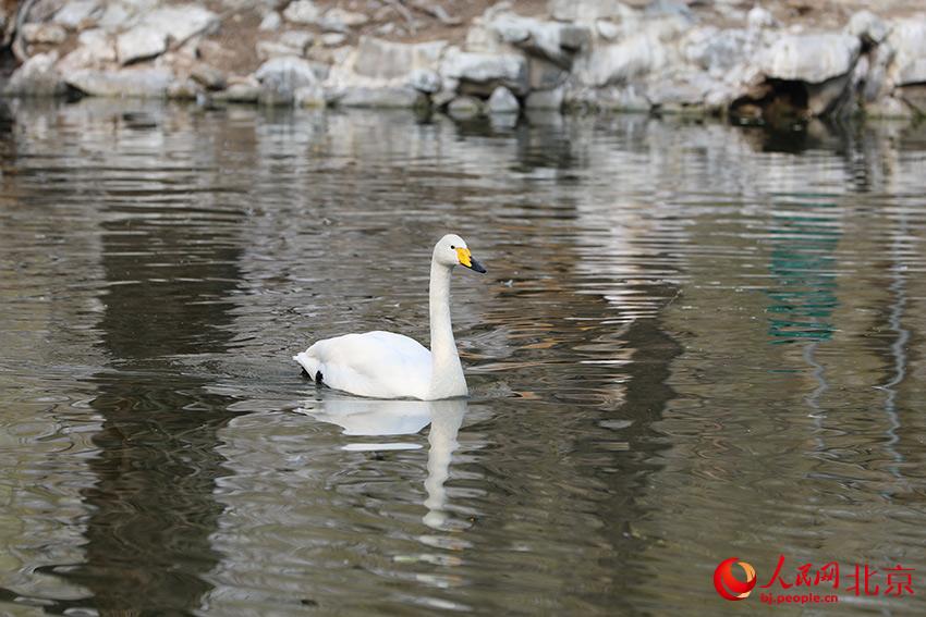 北京動(dòng)物園水禽湖上，水鳥游弋其中，傳遞春的消息。人民網(wǎng) 尹星云攝
