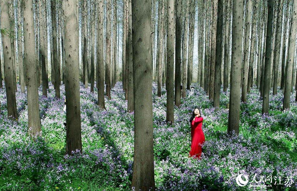 大地好像鋪上了夢幻般的地毯，分外迷人。陳義寶攝