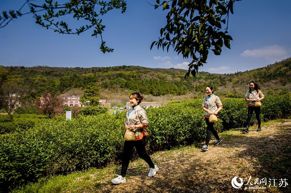 茶農(nóng)走進(jìn)茶園。浦克承攝