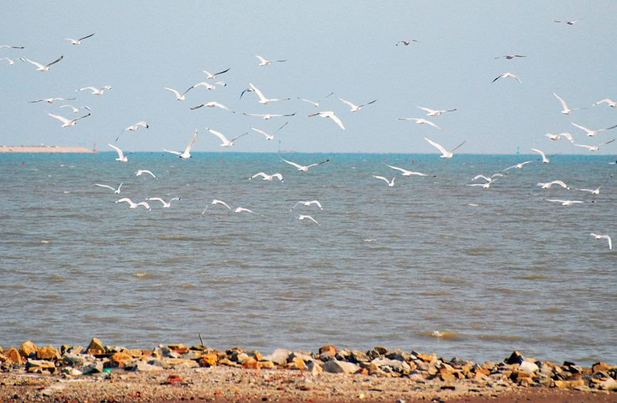 “鳥中大熊貓”遺鷗飛抵濱城。戈榮喜攝