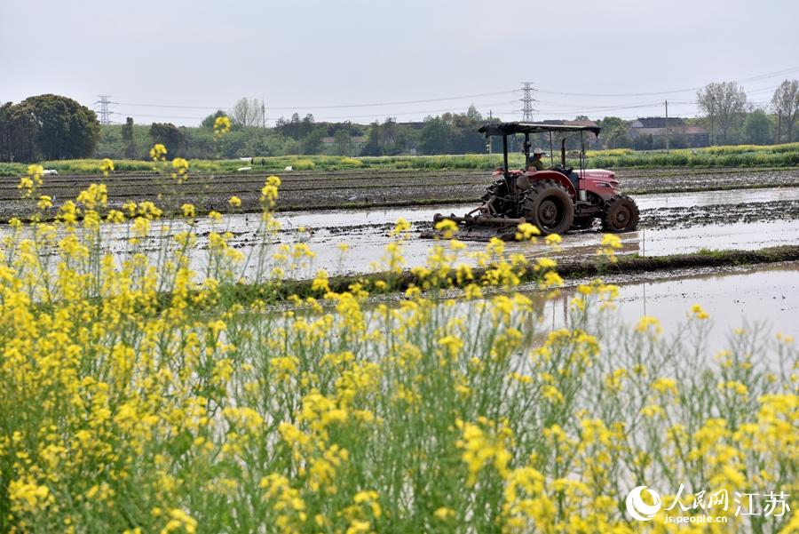 第一批早稻開始插播。崔煒攝