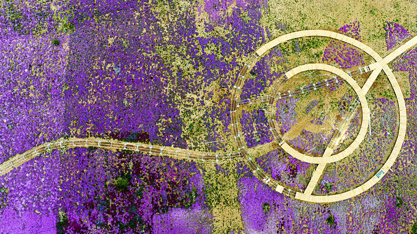 邯鄲市復興區(qū)德豐生態(tài)園的300畝芝櫻花進入最佳觀賞期。放眼望去，五彩音符和豎琴造型下的芝櫻花恰似披上了一層色彩斑斕的錦緞，蔚為壯觀。聶長青攝