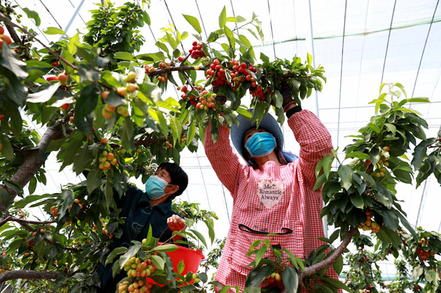 河北省邢臺(tái)市任澤區(qū)東古城村果農(nóng)在大棚里采摘櫻桃。 宋杰攝