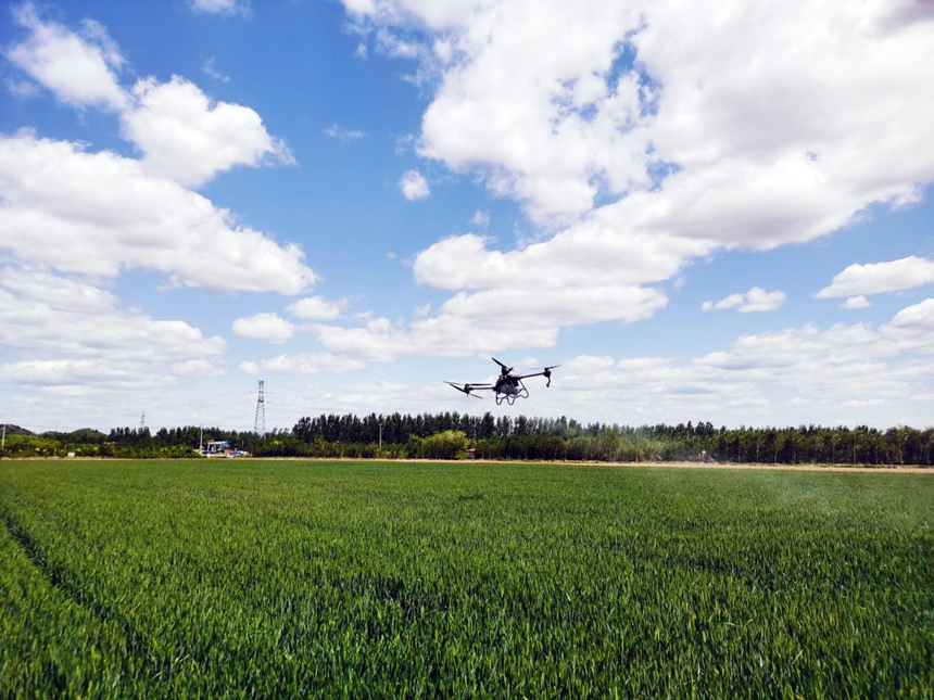 河北省遷安市扣莊鎮(zhèn)海沃之豐合作社利用植保無人機進行“一噴三防”作業(yè)。 張友青攝