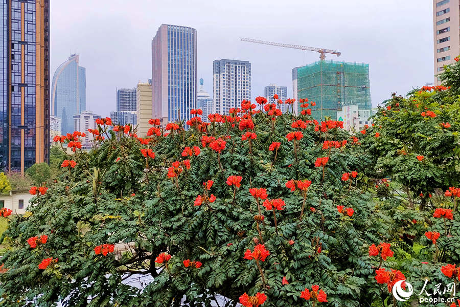 廈門火焰木進(jìn)入盛放期。人民網(wǎng) 陳博攝