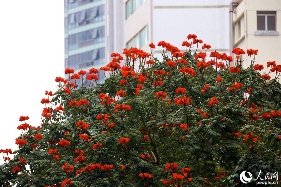 廈門市金榜公園旁的火焰木滿樹繁花。人民網(wǎng) 陳博攝