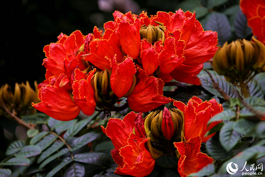 一朵朵紅花在枝葉頂端綻放。人民網(wǎng) 陳博攝