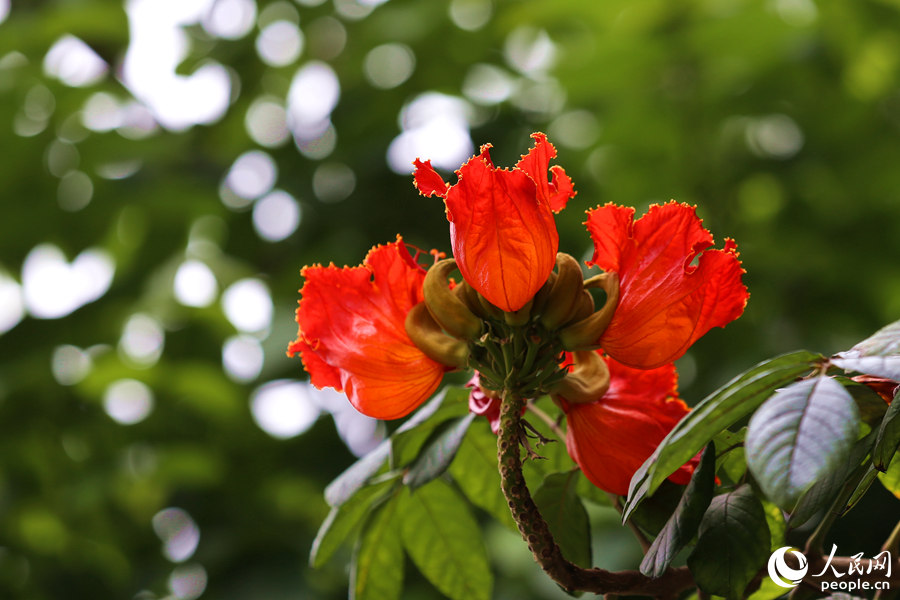 火焰木花冠呈鐘形。人民網(wǎng) 陳博攝