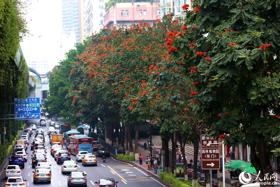 廈禾路兩側(cè)的行道樹頂猶如披上一層紅紗。人民網(wǎng) 陳博攝
