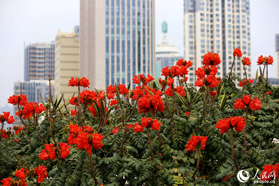 火焰木花朵在樹頂連片盛開。人民網(wǎng) 陳博攝