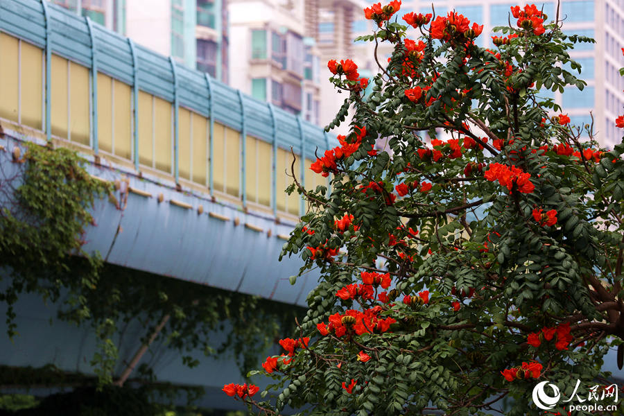 火焰木樹高10米以上，高度與BRT高架橋相當(dāng)。人民網(wǎng) 陳博攝