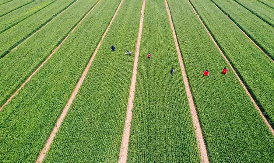 山東省鄒平市蔡家村高標(biāo)準(zhǔn)農(nóng)田，農(nóng)民在進(jìn)行去雜作業(yè)。