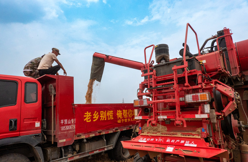 魯山縣組織多種形式的志愿隊伍，幫助困難群眾解決夏收夏種難題。葉全花攝