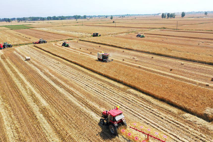 收割現(xiàn)場(chǎng)。吳波攝