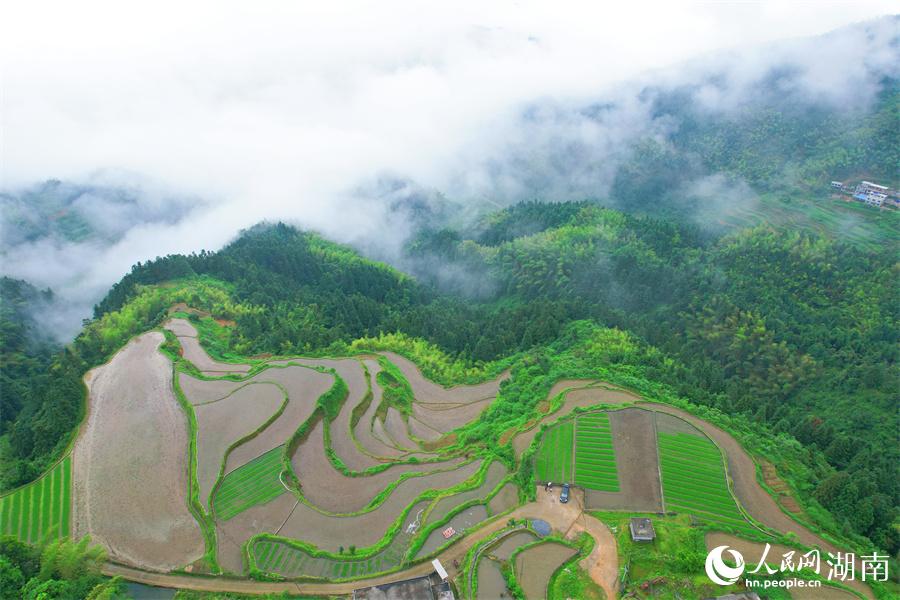 云中梯田美如畫。人民網(wǎng) 李芳森攝
